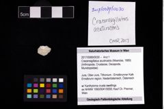 Foto (Objekt + Etikett) von Cracensigillatus acutirostris (Moericke, 1889)  (NHMW-GEO-2017-0089-0030)